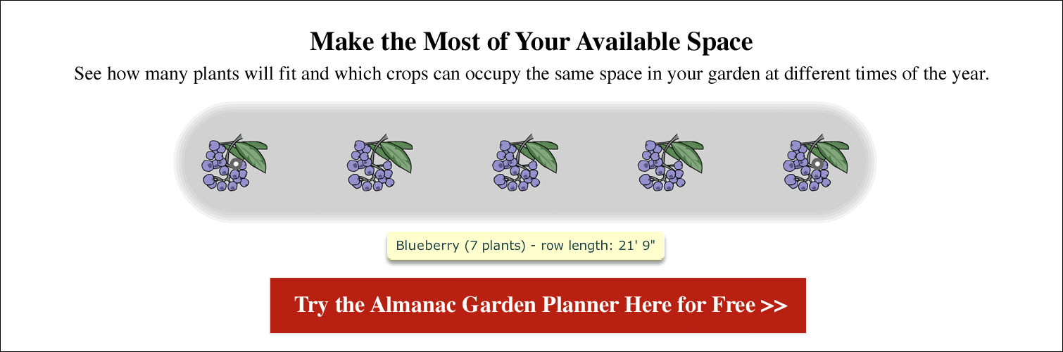 Spacing for Blueberries